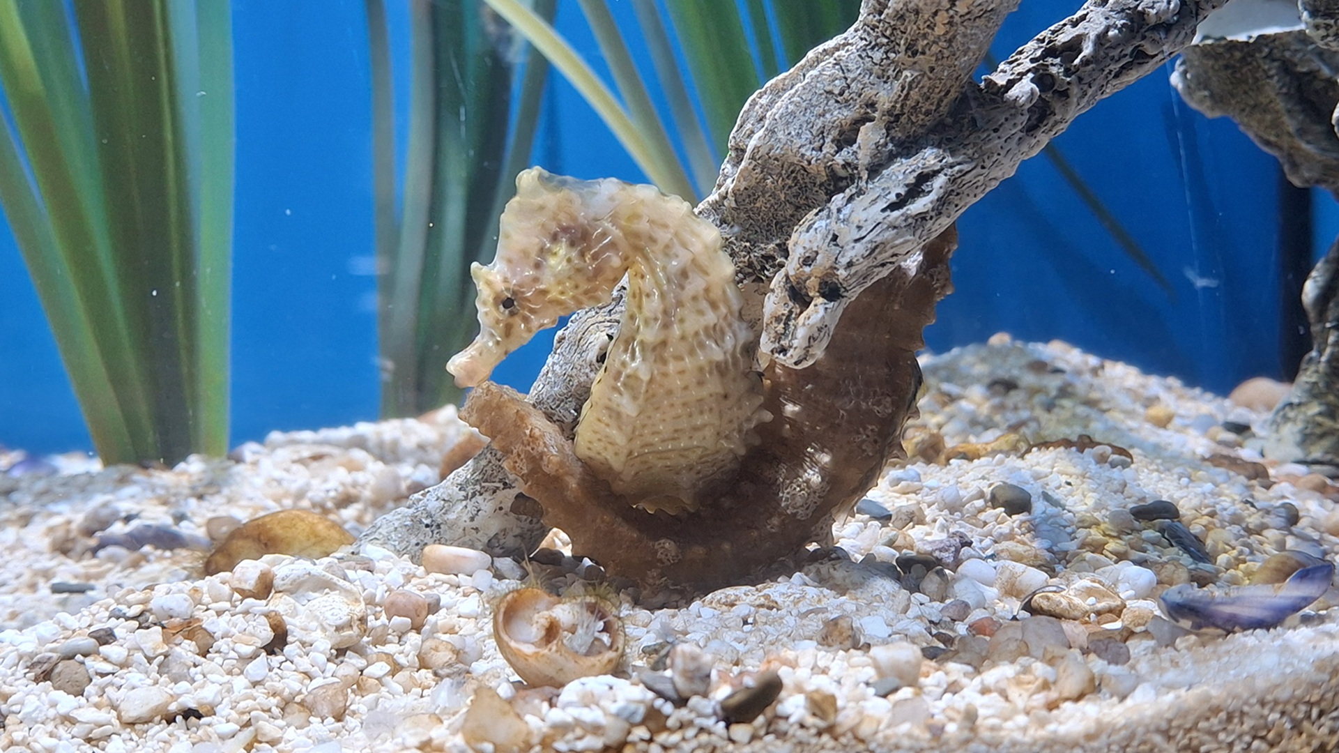 Den svenska sjöhästen - finns den?