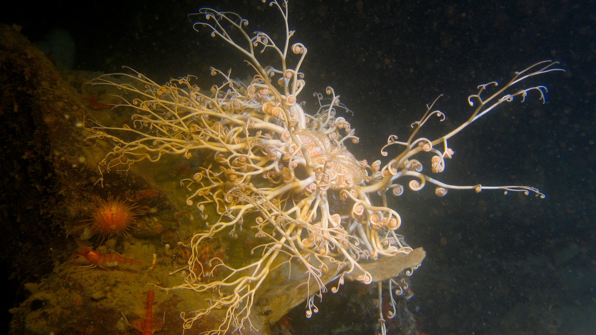 Att skydda havet utan att se botten