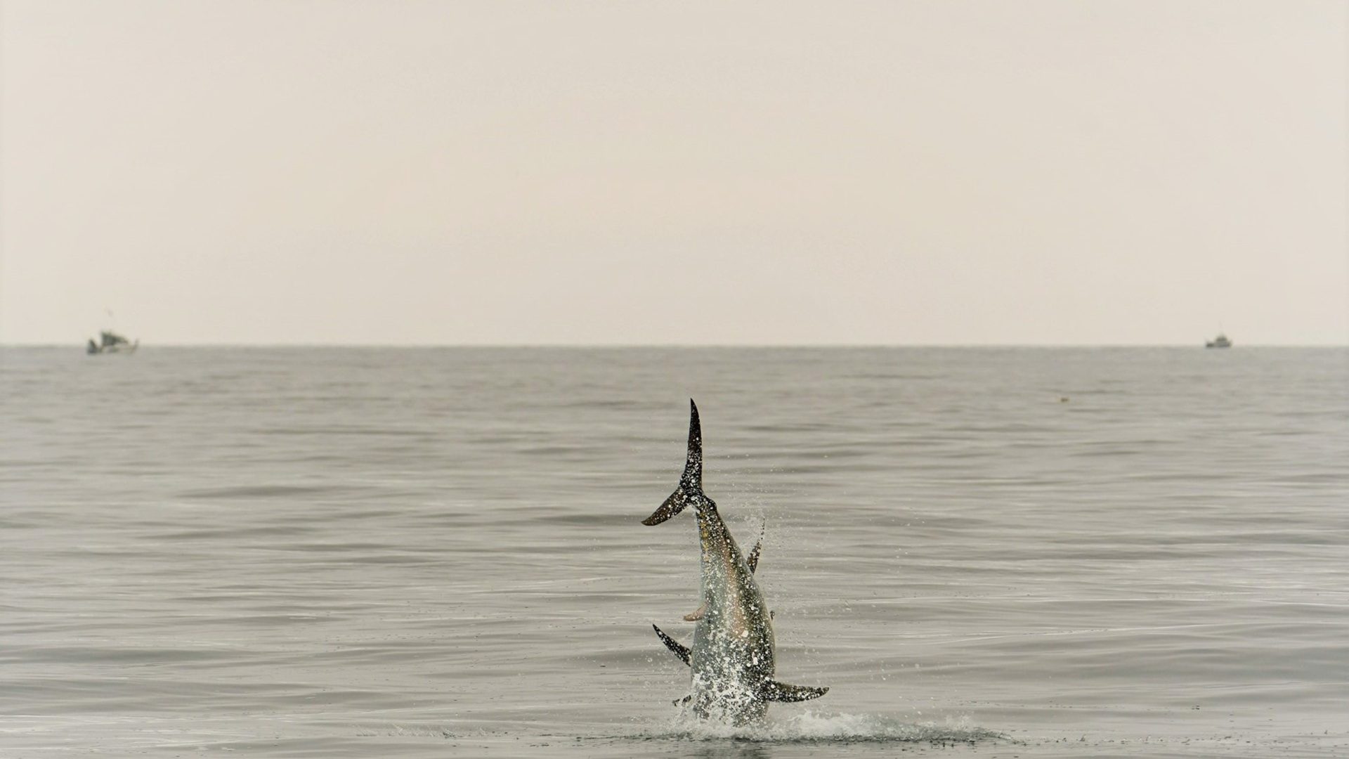 Den blåfenade tonfiskens återkomst