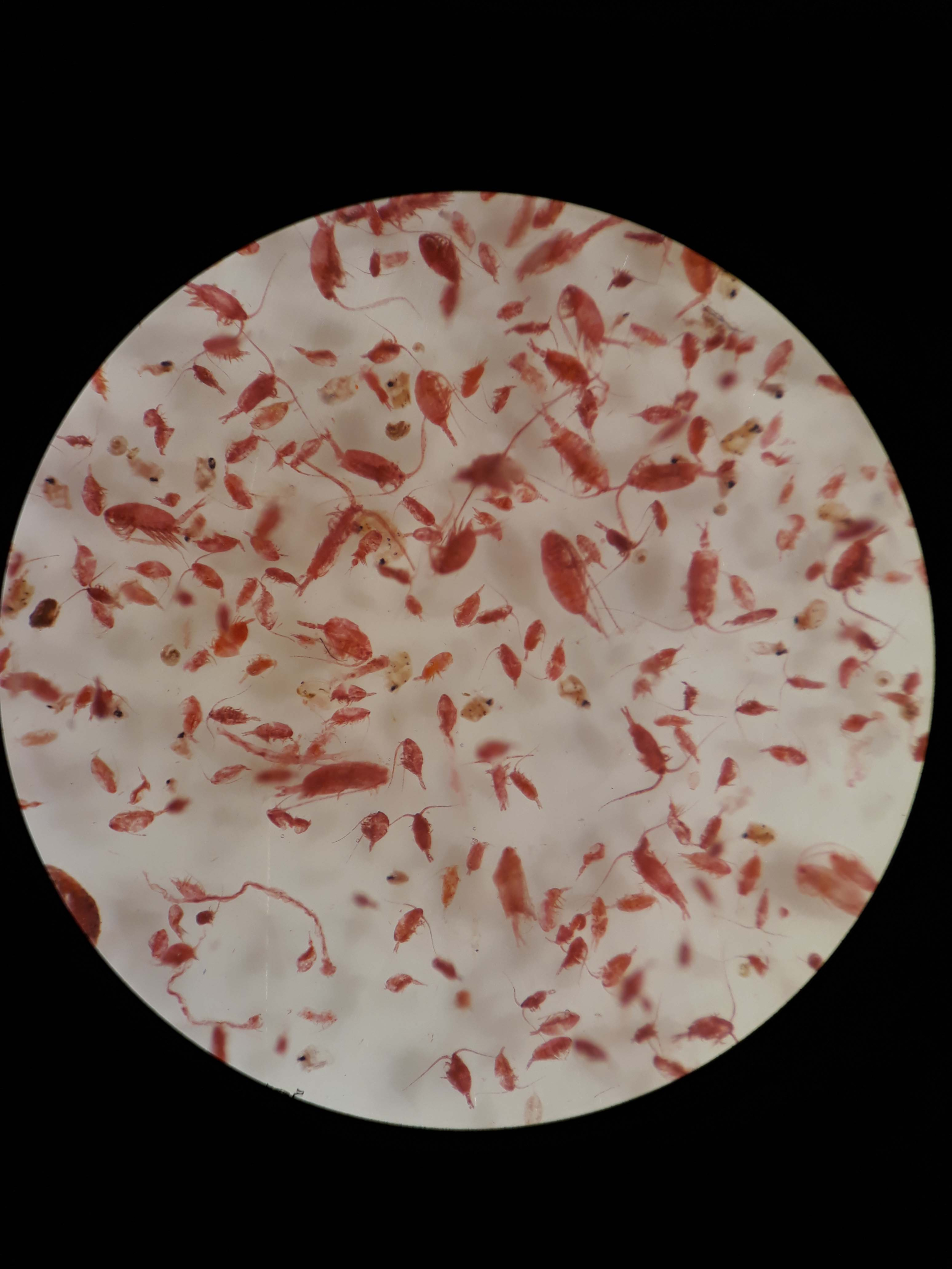 Miljögifter och havet 