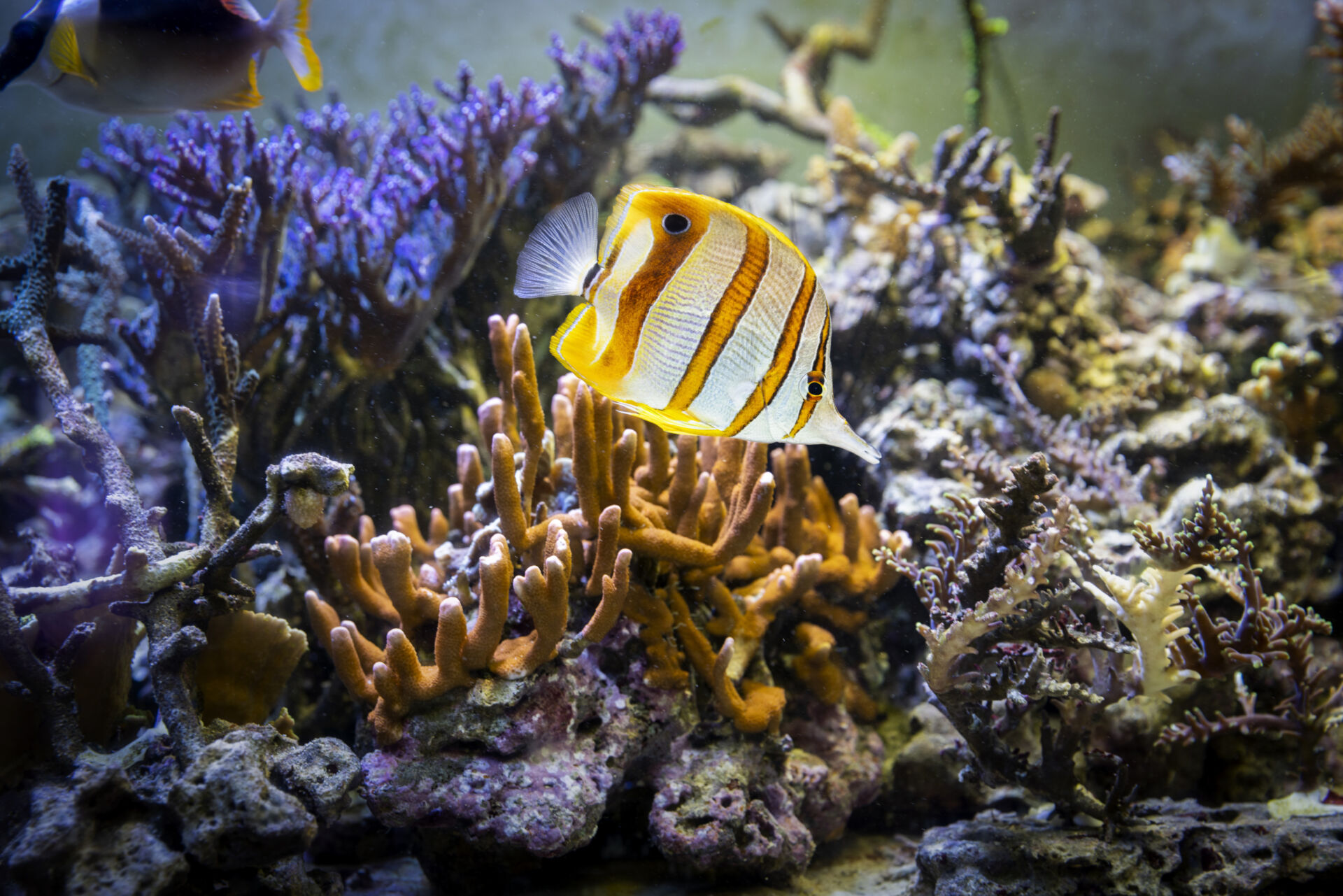 En randig pincettfisk simmar bland färgglada koraller